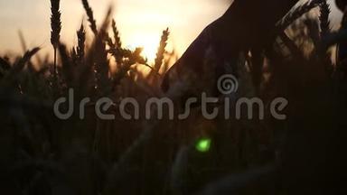在<strong>金色</strong>夕阳的背景下，把麦穗举在田野里。 高清，1920x1080。 慢动作。